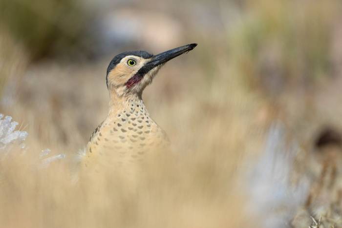 Andean Flicker, Bolivia