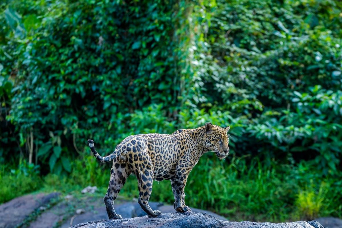 Jaguar, Suriname