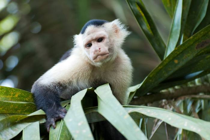 White-faced Capuchin (Tarina Hill)