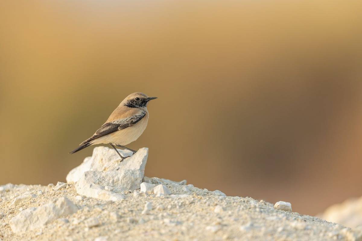 Desert Wheatear