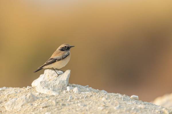 Desert Wheatear