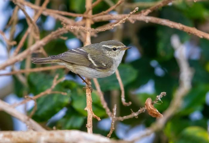 Yellow-browed Warbler shutterstock_1286100082.jpg