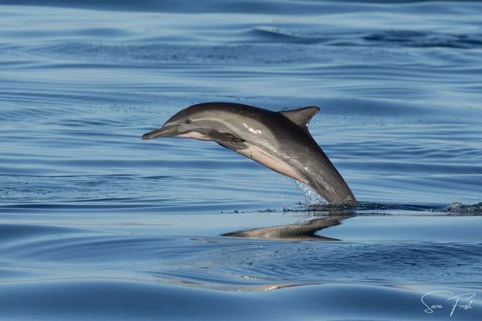 Common Dolphin (Sara Frost) (5).jpg