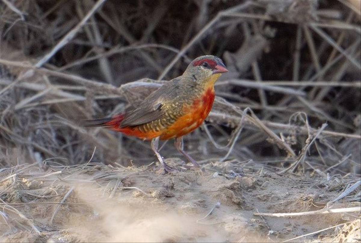 Zebra Waxbill, Ian Curran.jpg