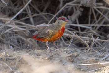 Zebra Waxbill, Ian Curran.jpg