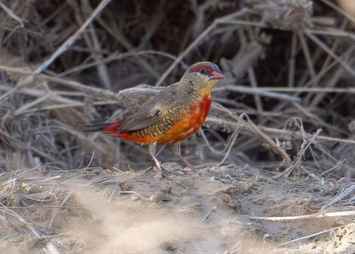 Zebra Waxbill, Ian Curran.jpg