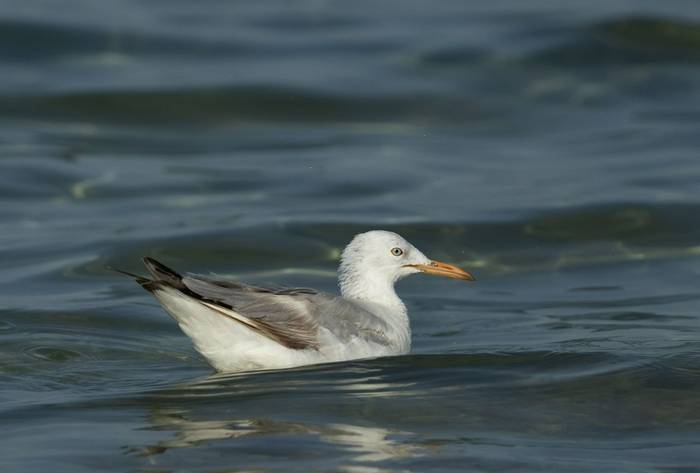 Slender-billed Gull