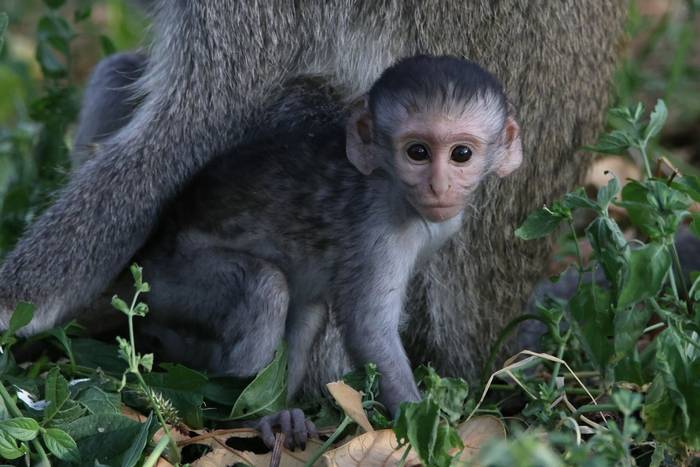 Grivet Monkey © Tim Young, November 2025 tour.JPG