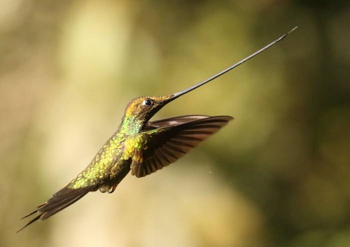 Sword-billed Hummingbird (Alleyn Plowright)