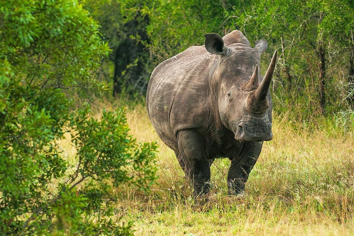 Kruger,-South-Africa,-White-Rhino,-shutterstock_1125453071.jpg