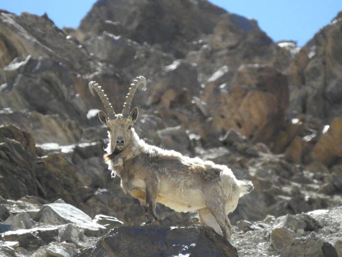 Pamir Ibex © M. Valkenburg