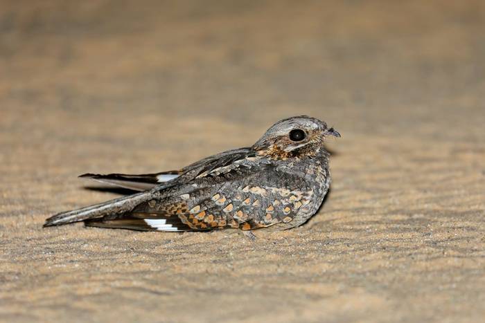 Rufous-cheeked Nightjar