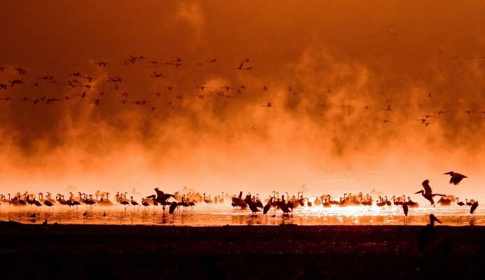 Flock Of Flamingos, Lake Nakuru, Kenya