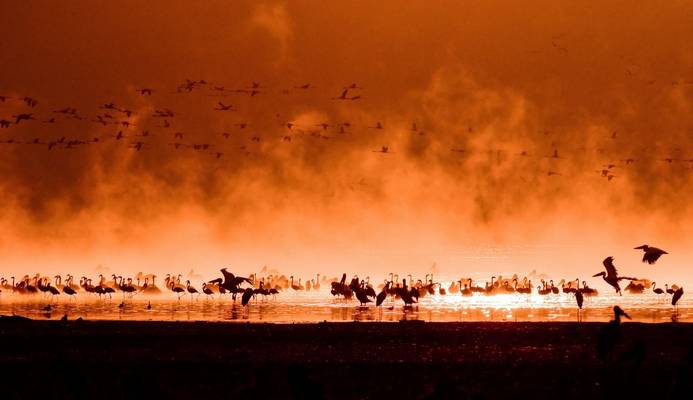 Flock Of Flamingos, Lake Nakuru, Kenya