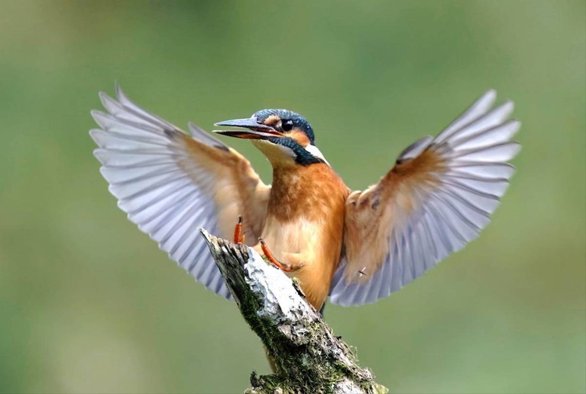 Common Kingfisher (Paul McDougall).jpg
