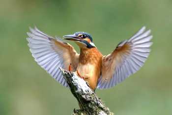 Common Kingfisher (Paul McDougall).jpg