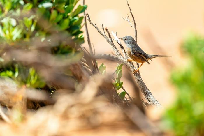 Tristram's Warbler © Adam Court, March 2026 tour