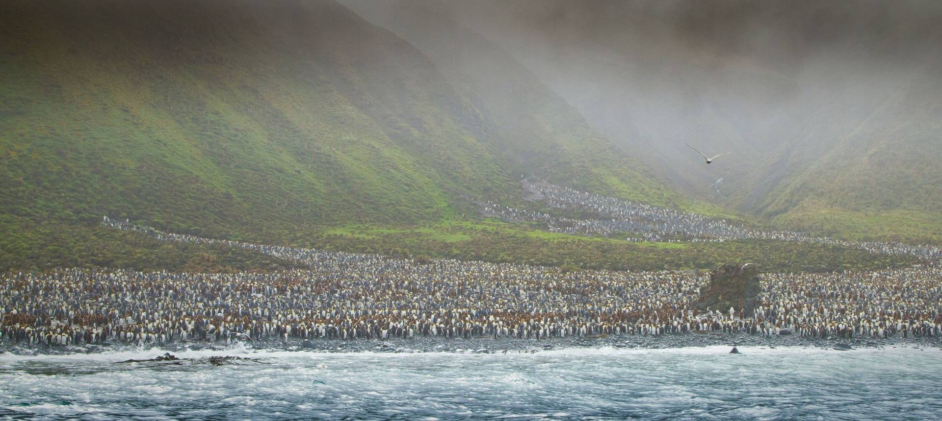 Penguin Colony, Macquarie Island Shutterstock 58273162