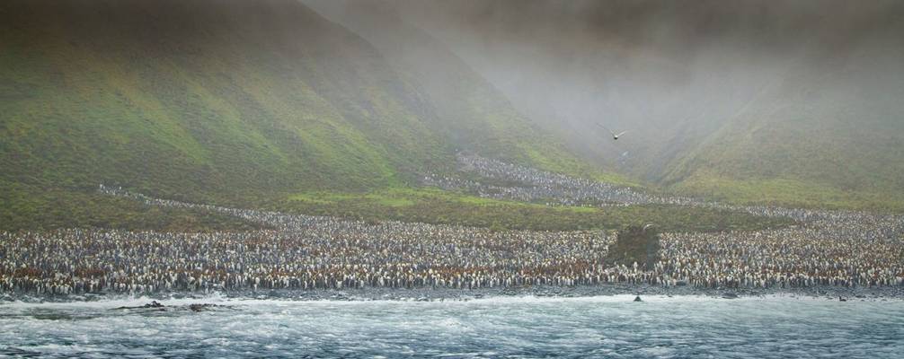 Penguin Colony, Macquarie Island Shutterstock 58273162