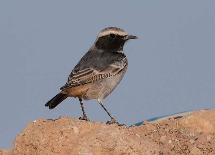 Red-rumped Wheatear © Chris Griffin, October 2023