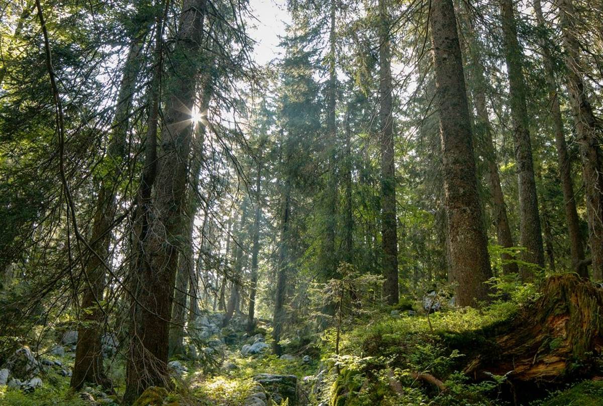 Slovenian Forest