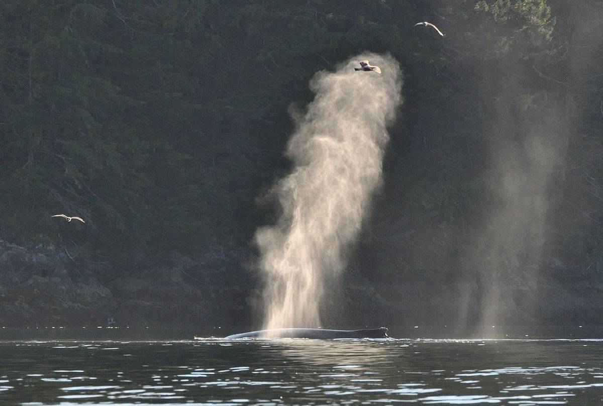 Humpback Whale (Tim Melling)