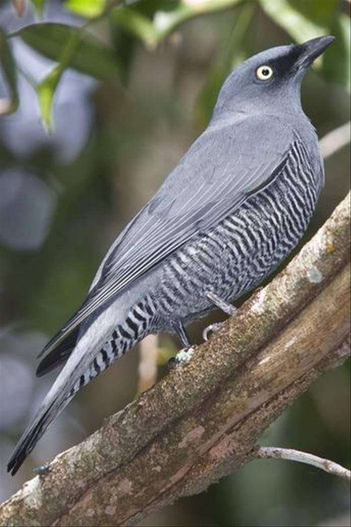Barred Cuckoo-shrike (Keith & Lindsay Fisher)