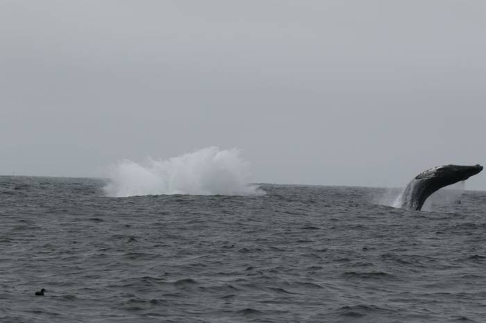 Humpback Whales (Brian West)