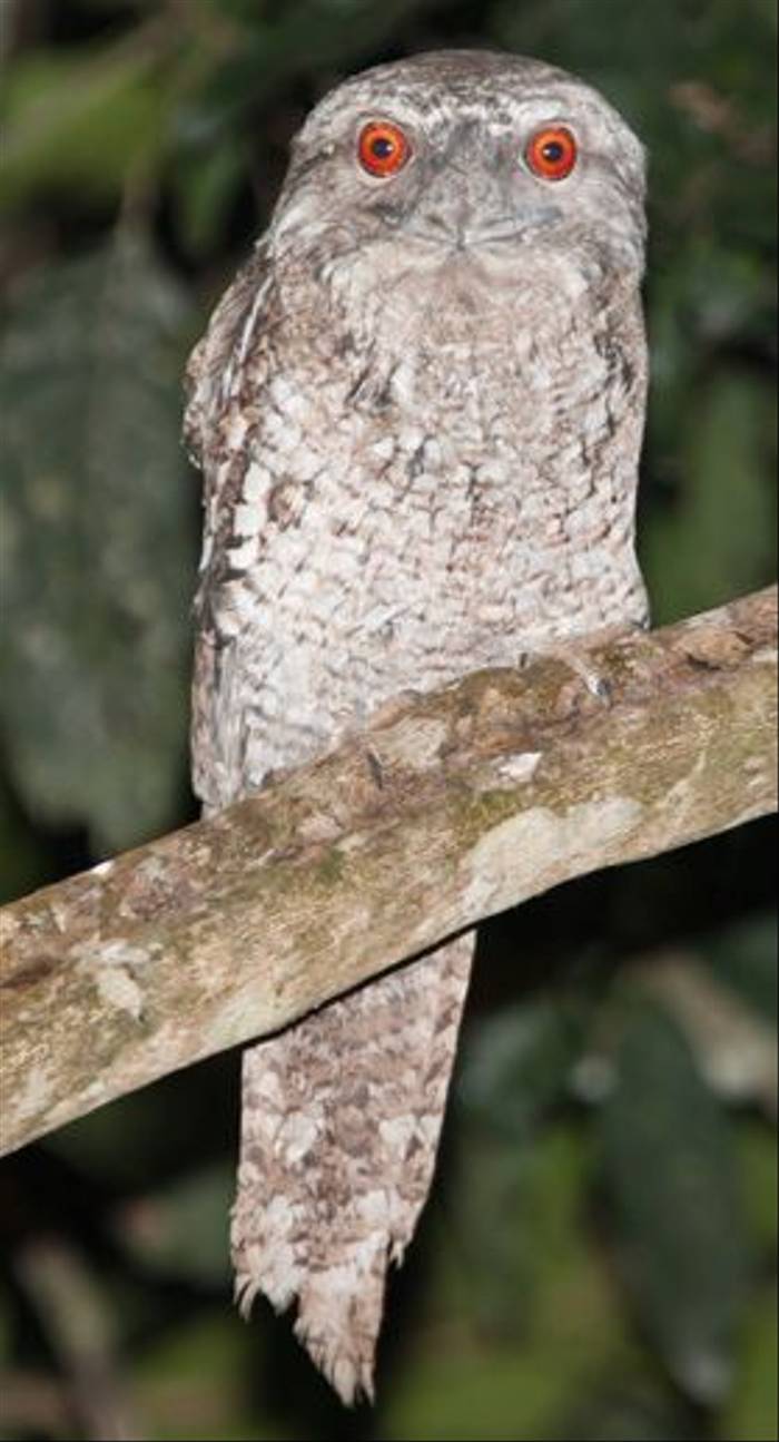 Papuan Frogmouth (Keith & Lindsay Fisher)