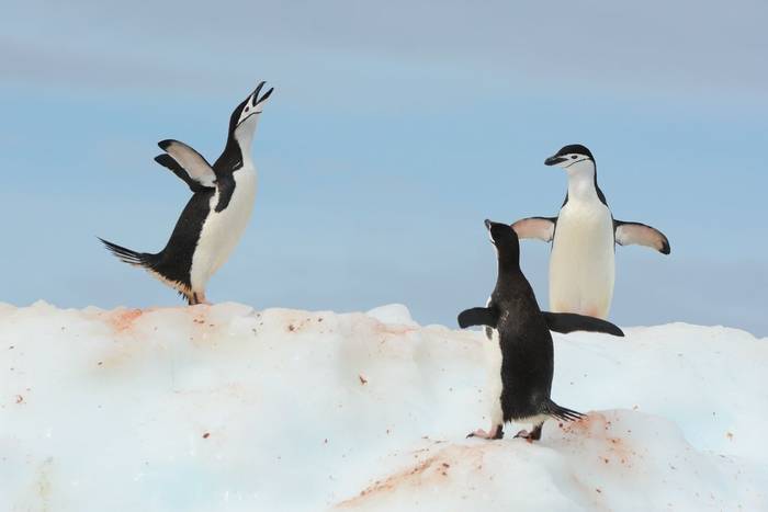 Chinstrap Penguins.jpg