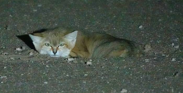 Sand Cat © Martin Pitt, January 2026 tour