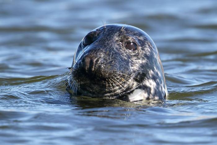 Grey Seal, Lundy shutterstock_413723674.jpg