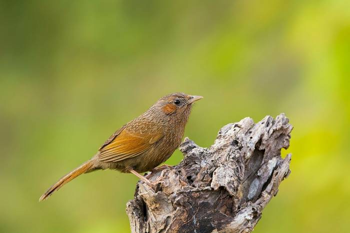 Streaked Laughingthrush