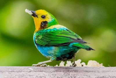 Multicoloured Tanager Image
