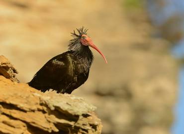 Birding Southern Morocco