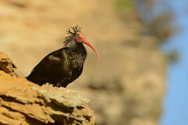 Bald Ibis, Shutterstock 371137481