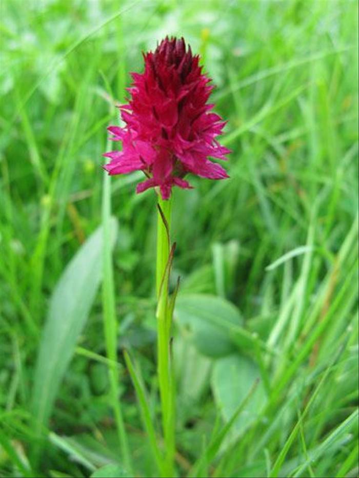 Gymnadenia rubra - Red Vanilla Orchid (Paul Harmes)
