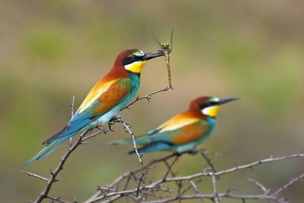 Bee-eater