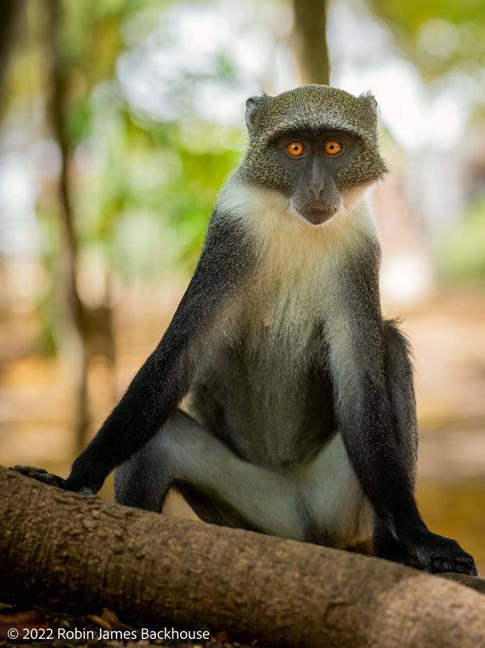 Zanzibar Syke's Monkey © Robin James Backhouse