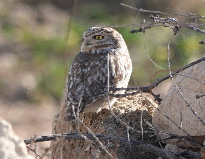 Little Owl (Lillith's) © Martin Pitt, January 2025 tour