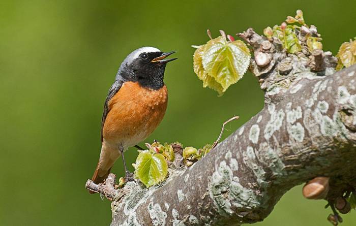 Common Redstart shutterstock_1344388808.jpg