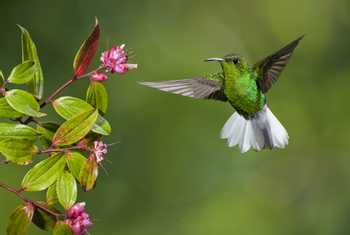 Coppery-headed Emerald hummingbird, Costa Rica shutterstock_126688313.jpg
