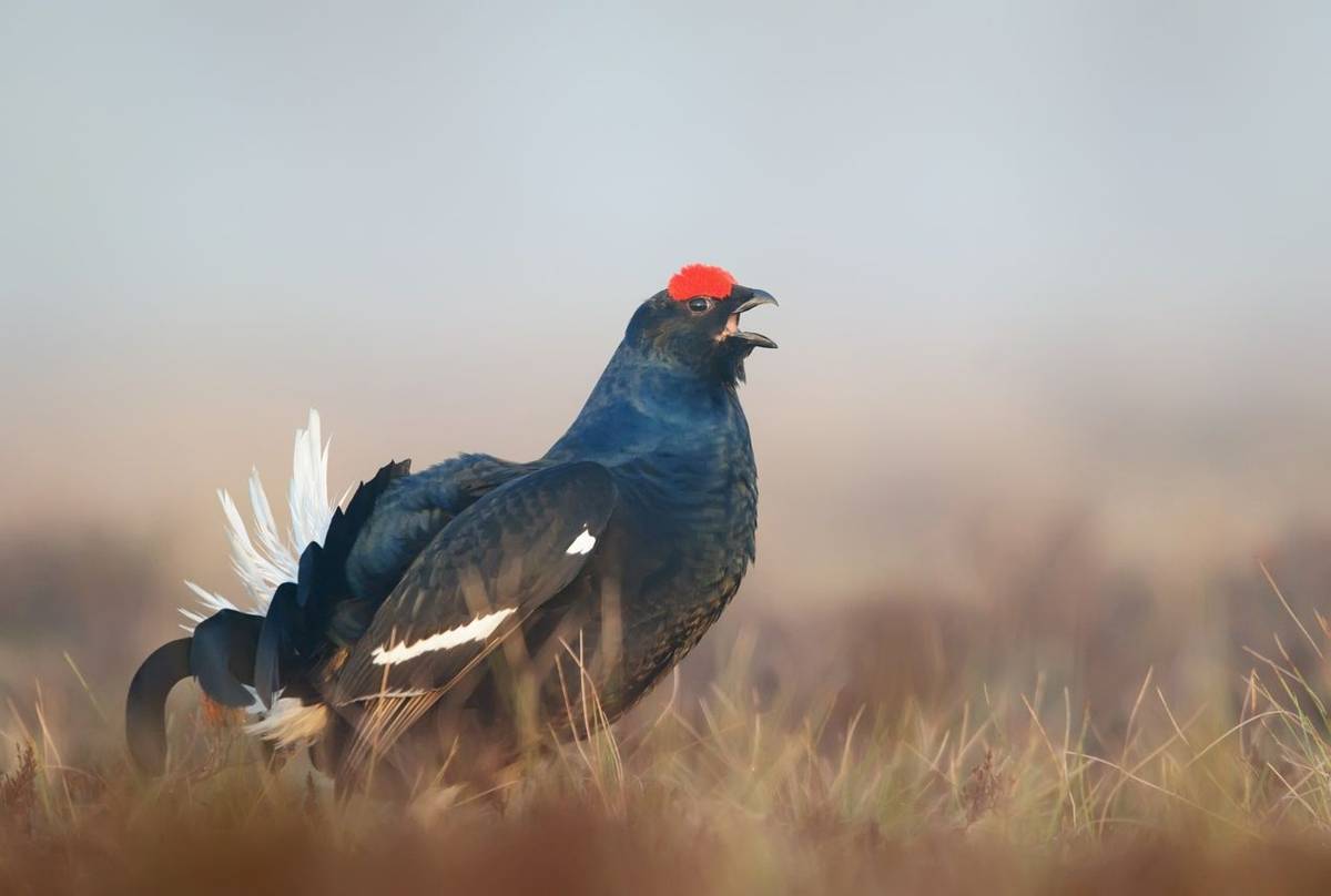 Black Grouse (2).jpg