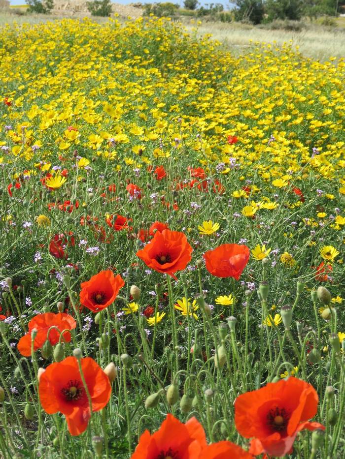 Poppies & Crown Daisies, Paphos archaeological site (Heather Osborne)