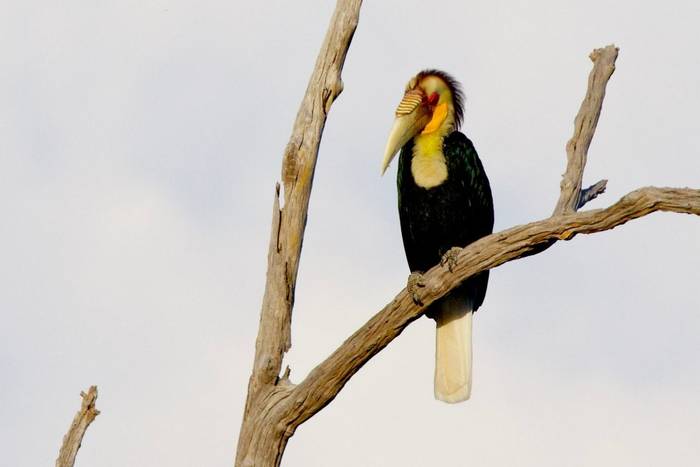 Wreathed Hornbill © Steve Hardy