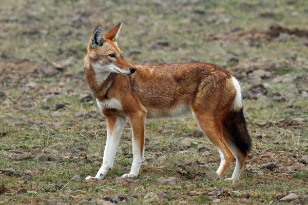 Ethiopian Wolf shutterstock_1095591017.jpg