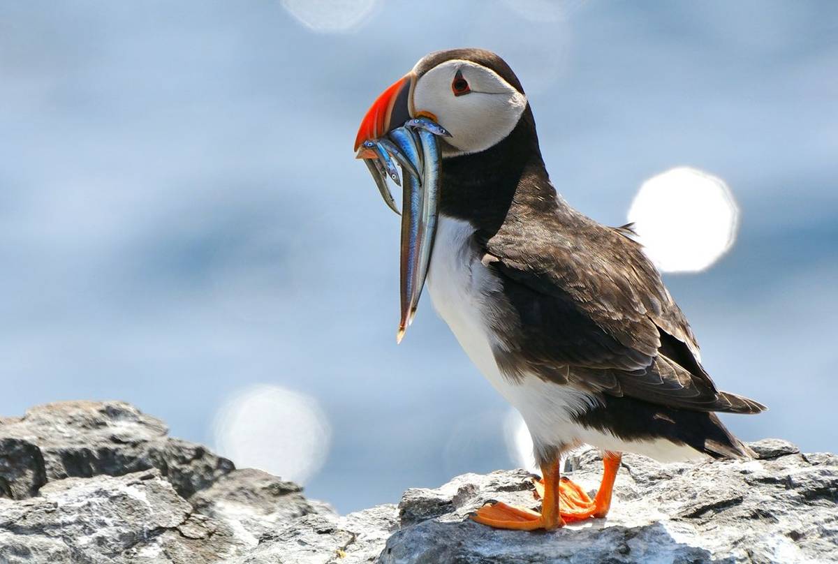 Puffin shutterstock_291845939.jpg