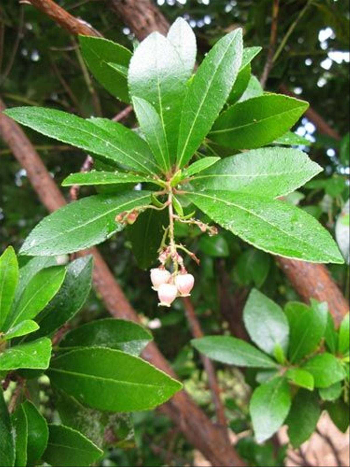 Vaccinium padifolium - Madeira Bilberry (Paul Harmes)