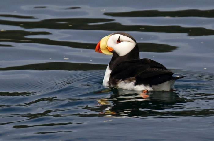 Horned Puffin shutterstock_1571530894.jpg