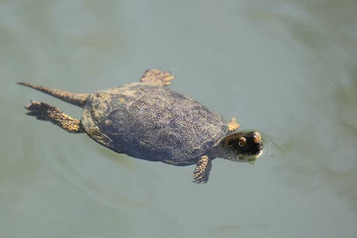 European Pond Terrapin (Emys orbicularis) © participant Simon Bunker, April 2025 tour